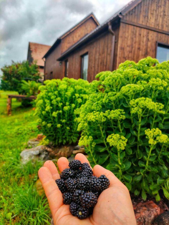 Organicle Lodge Sincraieni 외부 사진